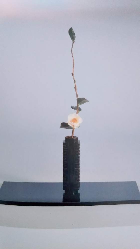 椿 つばき の投稿画像 By Eryさん 私の生花と私の生花 21月1月25日 Greensnap グリーンスナップ Greensnap グリーンスナップ