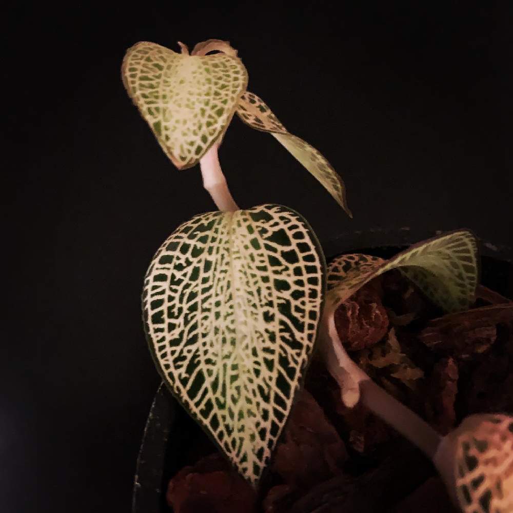 ジュエルオーキッド アネクトキルス ロクスバギー