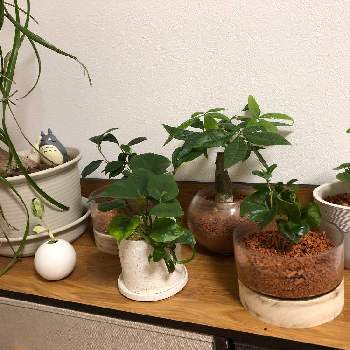 ポトス マーブルクイーンの画像 by sata manbooさん | 部屋とパキラとポトスとガジュマルとウンベラータとコーヒーの木とポトス マーブルクイーンととっくりラン　ポニーテールと観葉植物