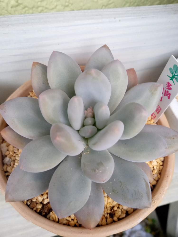 稲田姫の投稿画像 By のわさん 姫様に花の髪飾りと似合うかな 21月1月25日 Greensnap グリーンスナップ