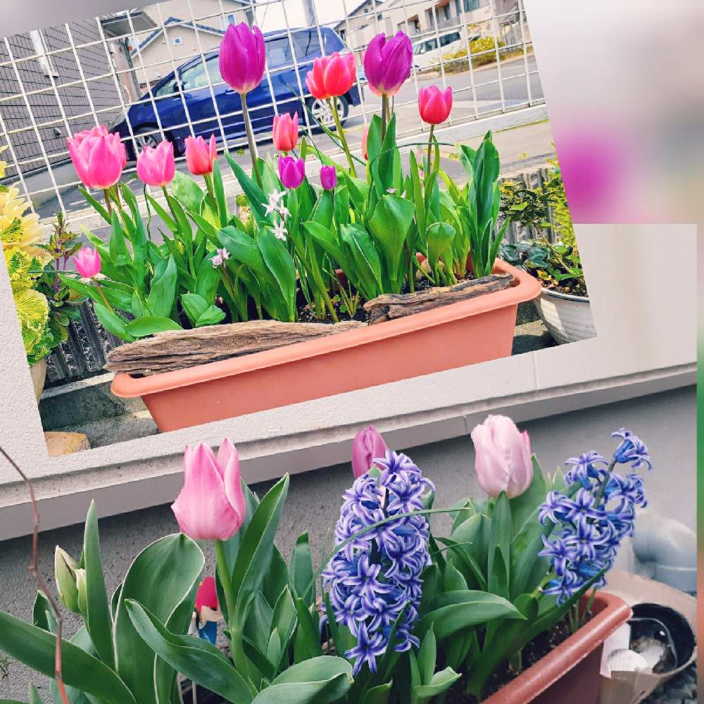 チューリップの投稿画像 By さくら貝さん スマホ撮影とちゅーりっぷとヒヤシンスの花と チューリップとクロガネモチ と花びらとお花 21月1月25日 Greensnap グリーンスナップ