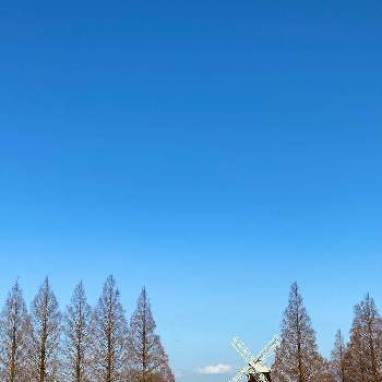 風車のある風景の画像 by カズさん | お出かけ先と青空と風車のある風景と雲仲間とお散歩と癒しと風景とメタセコイア☆
