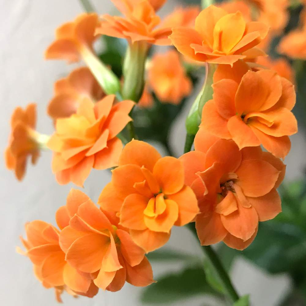 カランコエの投稿画像 By Mokoさん スマホ撮影とオレンジ色の花と癒しと職場と祈りとありがとうと綺麗と今日も元気でとオレンジ色 とキュンキュン と花のある暮らしと令和三年とかわいいとiphone撮影とスマホ撮影とオレンジ色の花と癒しと職場と祈りとありがとうと綺麗と