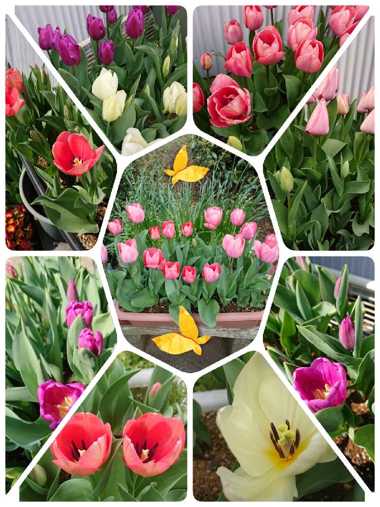 小さな庭の投稿画像 By 苺さん プランターとおうち園芸と秋植え球根とチューリップの栽培と好きなお花とチューリップ好きとプランター植えとプランター とおうち園芸と秋植え球根とチューリップの栽培と好きなお花とチューリップ好きとプランター植え 21月1月25日