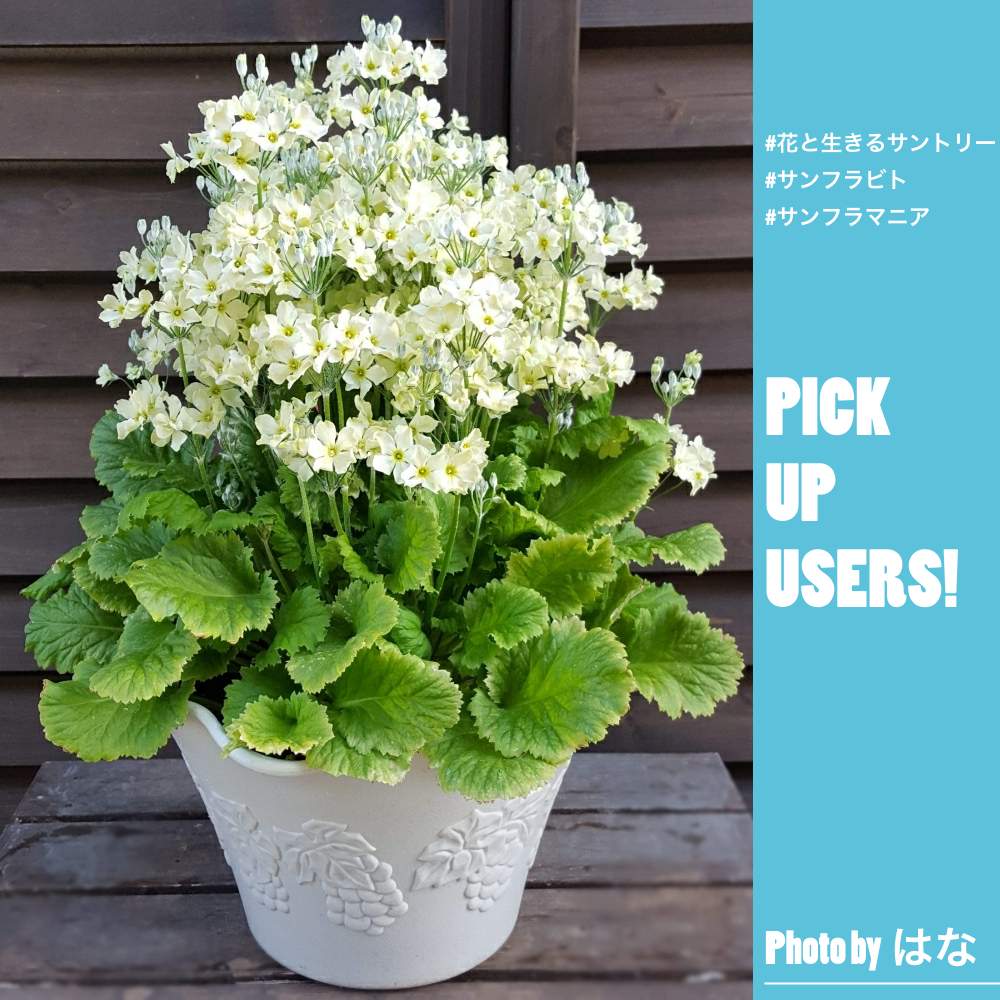 ウインティーの投稿画像 By サントリーフラワーズさん サントリー フラワーズと花と生きるサントリーとサンフラマニアとサンフラビト 21月1月25日 Greensnap グリーンスナップ