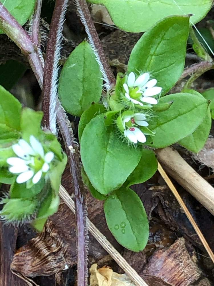 ハコベの投稿画像 By みなっくまさん 家の回りと遊びゴコロと雑草大好きとコロナに負けるな と雨上がりの一枚と花のある暮らしとチーム愛知 21月1月25日 Greensnap グリーンスナップ