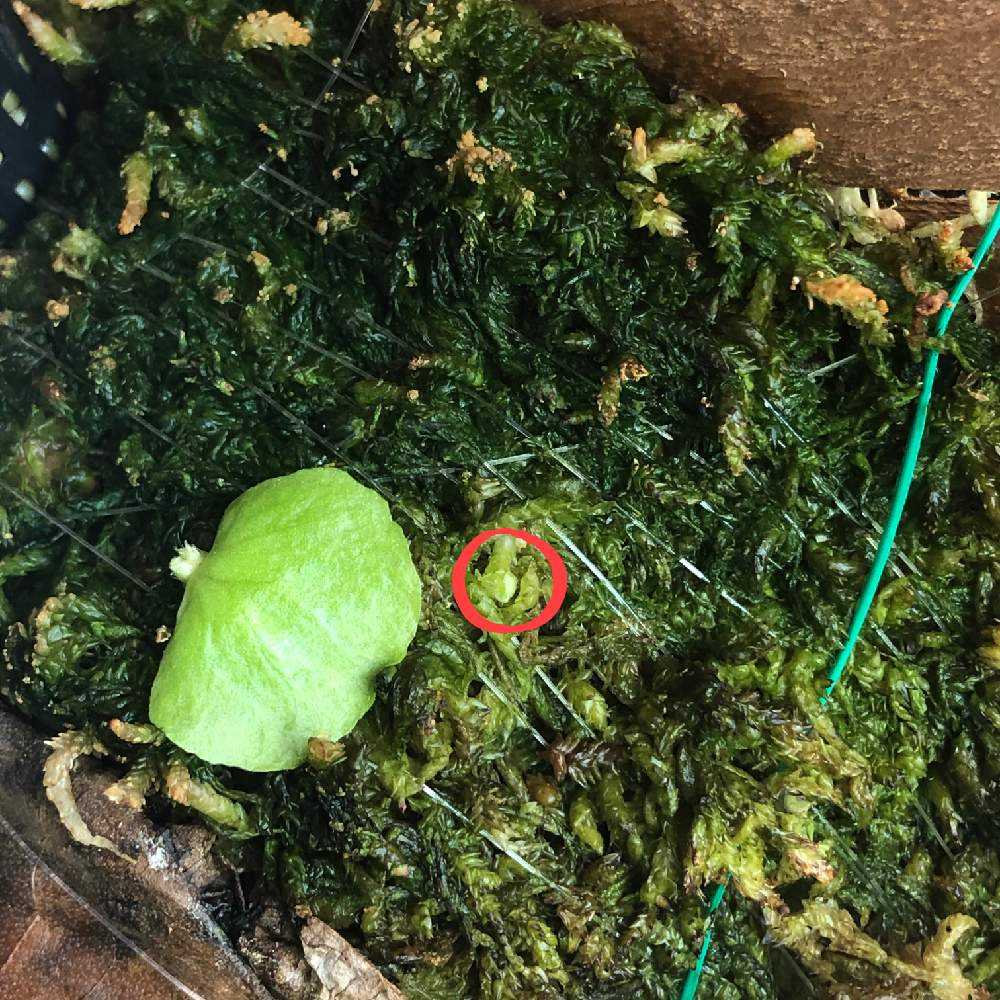 ビカクシダ ホーンズサプライズ(P. Horne's Surprise)成長記録