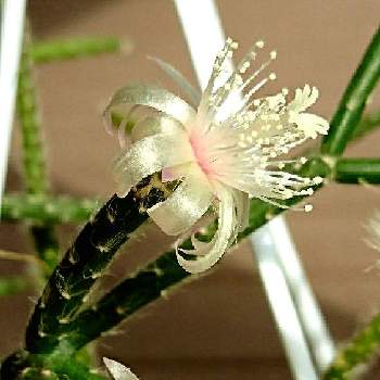 可愛い妖精みたい の投稿画像一覧 Greensnap グリーンスナップ