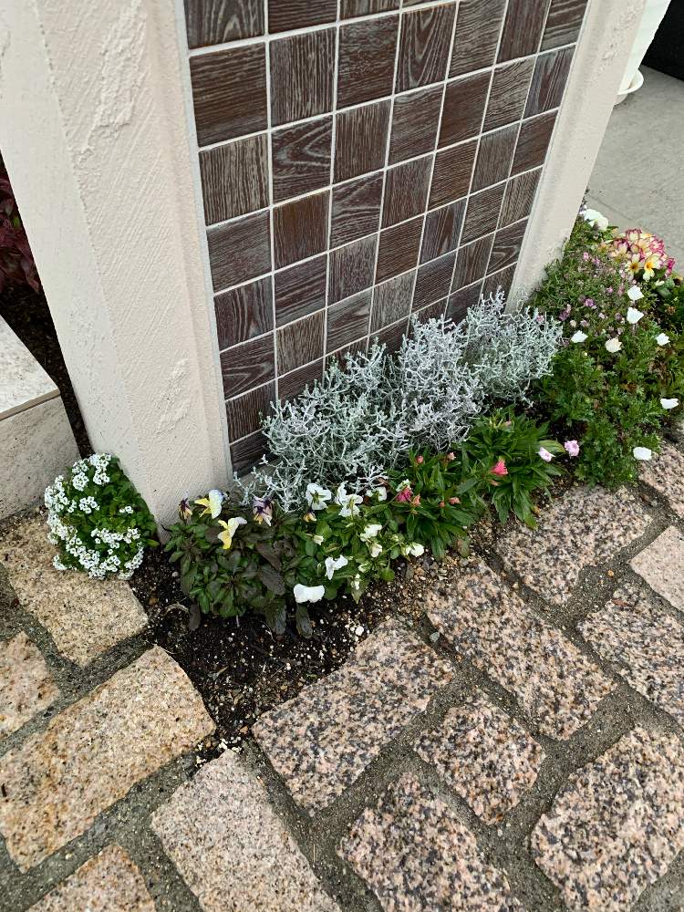 アリッサムの投稿画像 By Jinさん ナデシコとプラチーナとビオラとかすみ草とクリサンセマム ノースポール 21月1月25日 Greensnap グリーンスナップ