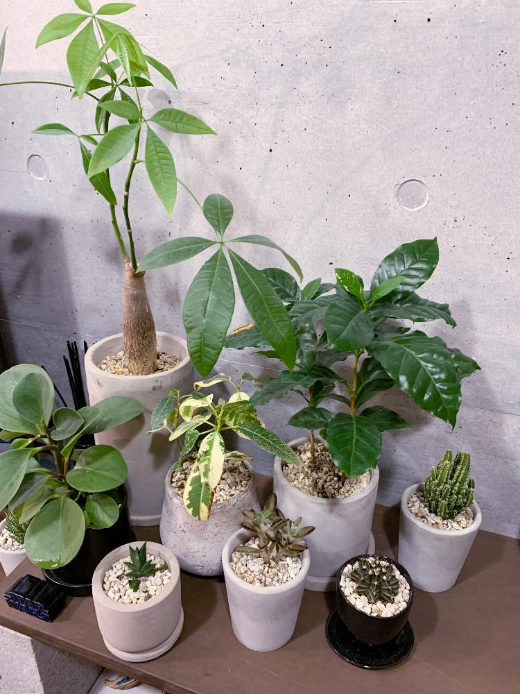 パキラの投稿画像 By Akanvaderさん 月兎耳とフランスゴムの木とコーヒーの木とセレウスとペペロミア オブツシフォリアとハオルチア 五重塔とギムノカリキウム属 牡丹玉と部屋 21月1月25日 Greensnap グリーンスナップ Greensnap グリーンスナップ