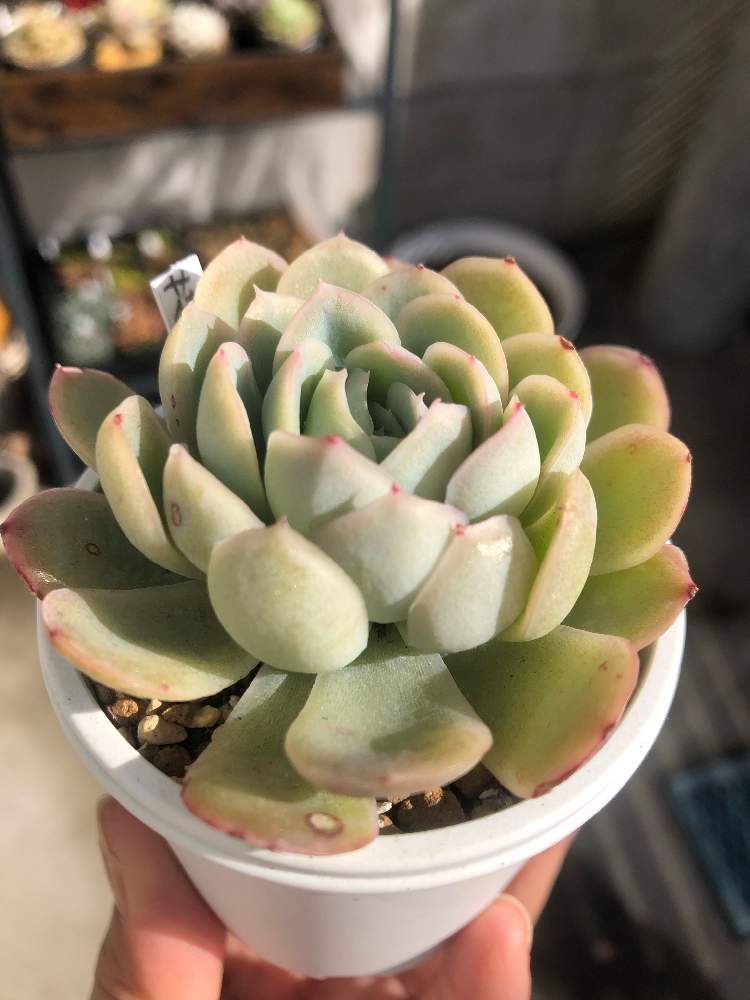 花月夜の投稿画像 By ピームーさん 多肉植物と多肉紅葉とタニラーとおうち園芸 21月1月25日 Greensnap グリーンスナップ