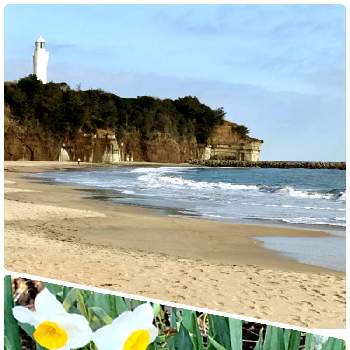 海岸散歩の画像 by Michiさん | お出かけ先と 水仙と海岸散歩と白い灯台と日立灯台