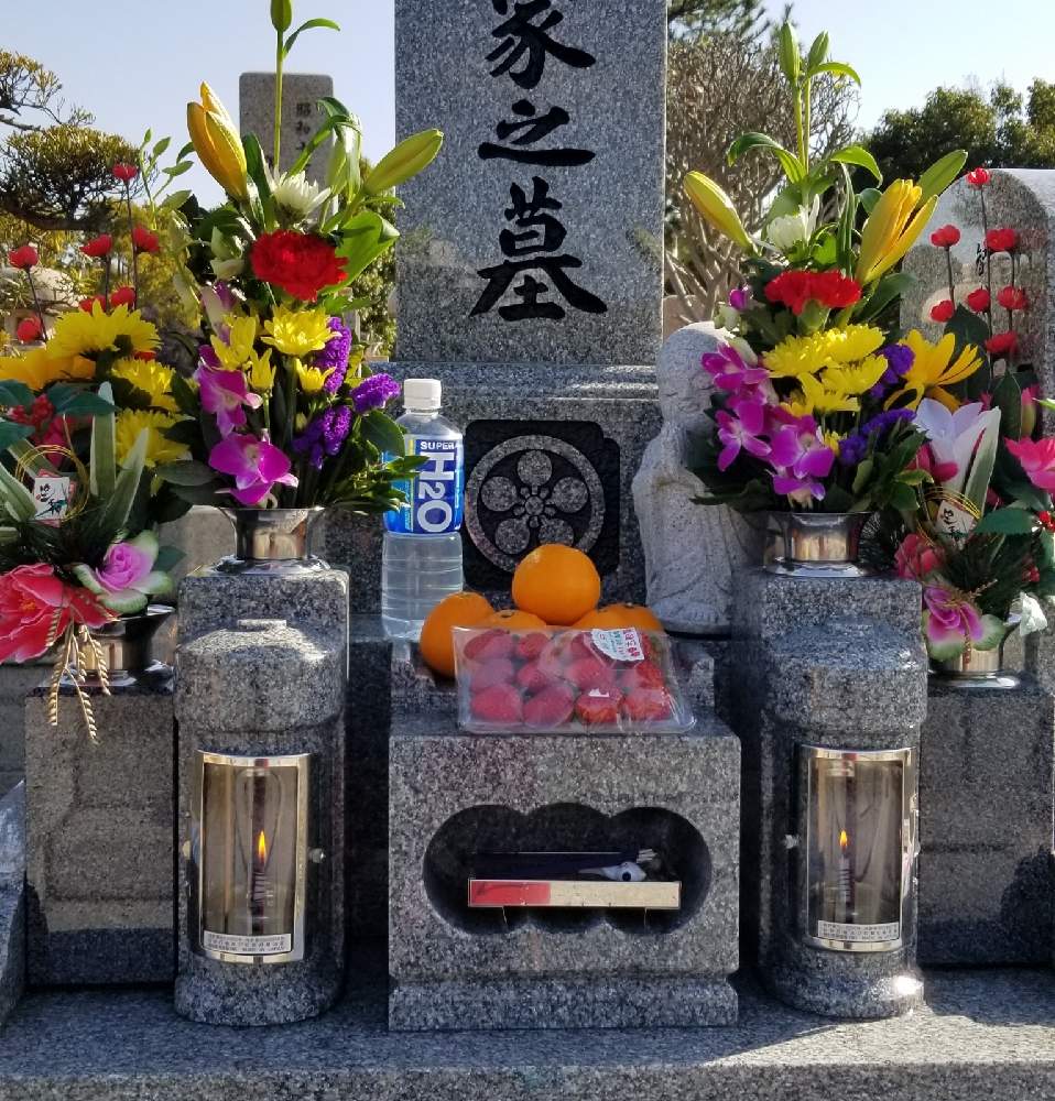 ユリの投稿画像 By りょうたんさんさん デンファレとマムと墓花と 1558とおうち園芸と花のある暮らしと切り花 とカーネーションといちご古都華とお出かけ先と墓花と 1558とおうち園芸と花のある暮らしと切り花 21月1月25日 Greensnap グリーンスナップ