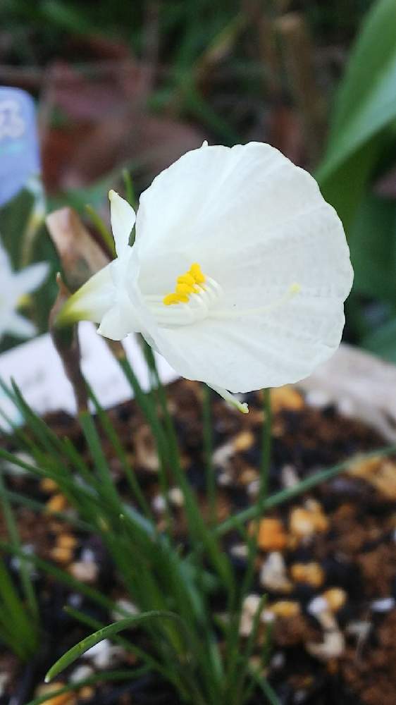 ペチコート水仙の投稿画像 By 月見草 さん 原種水仙カンタプリカスとモノフィラス 21月1月25日 Greensnap グリーンスナップ