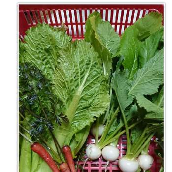 金時人参の栽培の投稿画像一覧 Greensnap グリーンスナップ