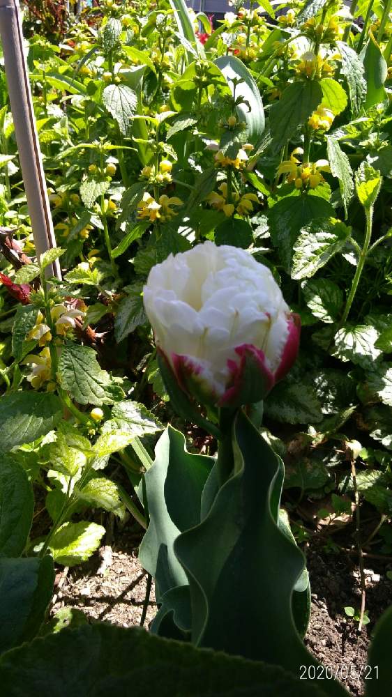 チューリップ アイスクリームの投稿画像 By Tottokoさん 花のある暮らしと チューリップと北海道からと春の花 21 月1月25日 Greensnap グリーンスナップ