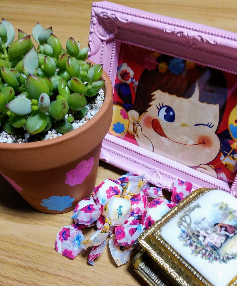 ペンデンスの投稿画像 By ミケ猫さん 多肉中毒と多肉植物とペコちゃん祭りと多肉沼にはまったとコチドレン属と多肉女子とタニラ と多肉よせうえ 21月1月25日 Greensnap グリーンスナップ