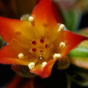 フロスティ,多肉植物,エケベリア属,多肉の花,マクロ撮影の画像