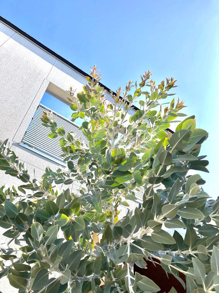 ユーカリ プレウロカルパの投稿画像 By Kiisantaさん Eucalyptus Pleurocarpa とネイティブプランツとユーカリ テトラゴナとオージープランツ 21月1月25日 Greensnap グリーンスナップ