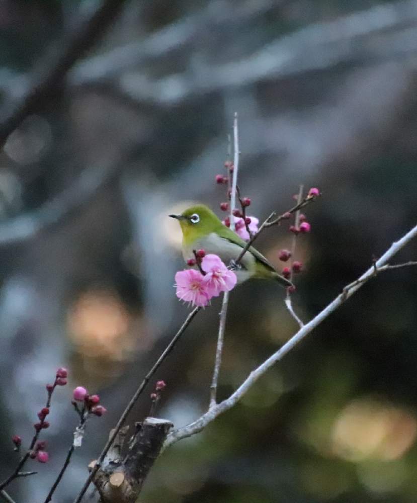梅の花とメジロの投稿画像 By Masa Hiko Kgさん 21月1月25日 Greensnap グリーンスナップ