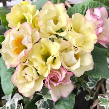 バラ咲きジュリアンプリンアラモードの画像 by Rosemaryさん | 花のある暮らしと春待ちとバラ咲きジュリアンプリンアラモードとヘデラヘリックスニューミニシルバー♡