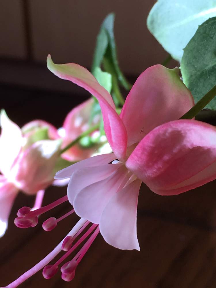 フクシア プーニーの投稿画像 By すまこさん 花のある暮らし 21月1月25日 Greensnap グリーンスナップ