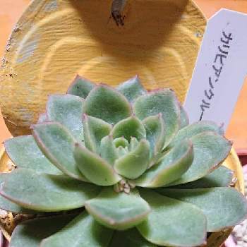 カリビアンクルーズの投稿画像一覧 Greensnap グリーンスナップ