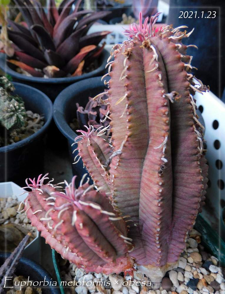 メロフォルミス オベサの投稿画像 By Kurokuroさん 多肉植物とビザール プランツと交配種と成長記録とユーフォルビア属 と珍奇植物とユーフォルビア 21月1月25日 Greensnap グリーンスナップ