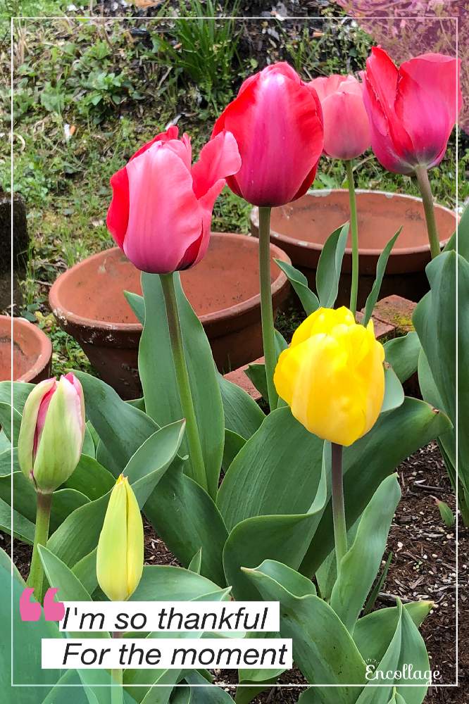 チューリップの投稿画像 By チューリップさん 21月1月25日 Greensnap グリーンスナップ