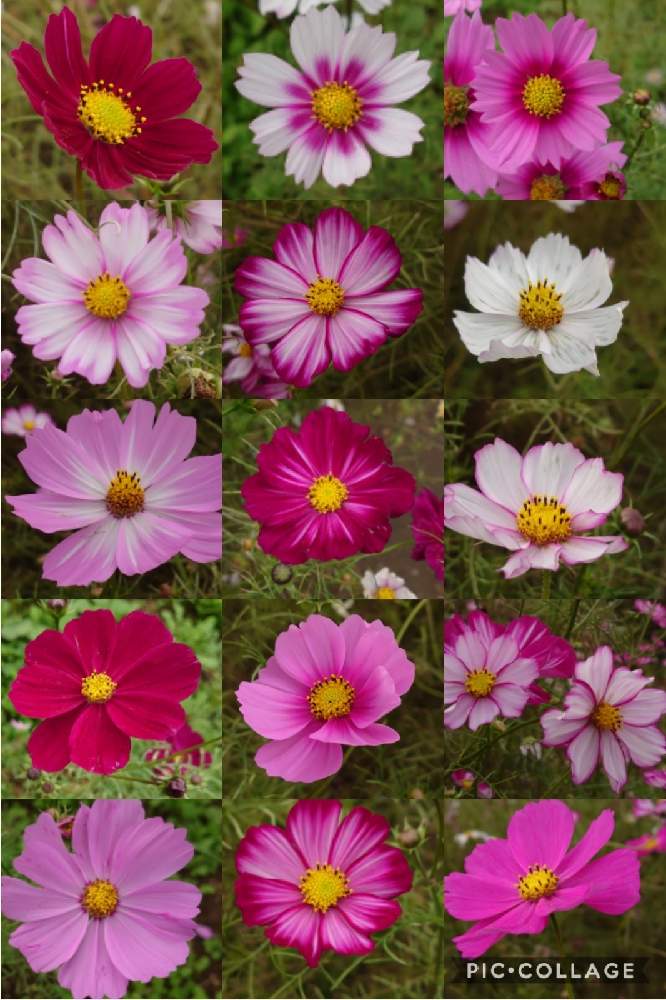 コスモスと秋の昭和記念公園 Greensnap グリーンスナップ