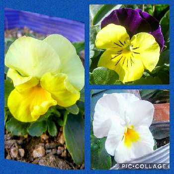 良く咲くスミレの画像 by Digitalis（ジギー）さん | 広い庭とパンジー・ビオラと良く咲くすみれとたねからの幸せとキュンキュン乙女倶楽部と今日のうれしかったことと幸せの黄色いお花とGSアダルトチームと良く咲くスミレ