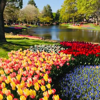 春真っ盛りの画像 by fumiさん | お出かけ先とチューリップとムスカリと春真っ盛りと素敵がいっぱいと休日とパッチワークと可愛い❤と美しい色と緑のある風景と今日のお花と青空と水辺に惹かれてと昭和記念公園と花のある風景