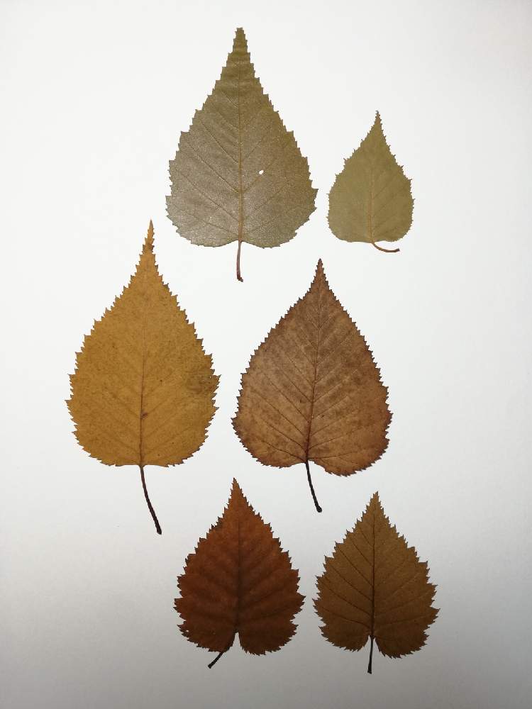 シラカンバの投稿画像 By ヤベフウさん アカカンバとダケカンバ 21月1月25日 Greensnap グリーンスナップ Greensnap グリーンスナップ