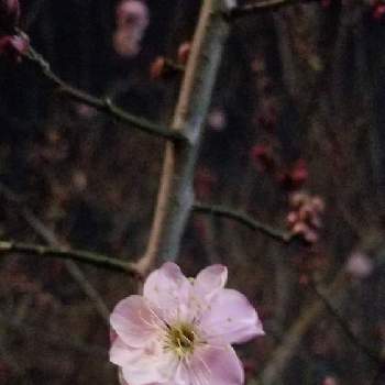 実のなる木♪の画像 by スーミーさん | 畑と梅(うめ)と白い花と実のなる木と癒し系と実のなる木♪