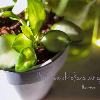 ホヤ ヘウスケリアナの画像 by ヒロミンさん | ホヤ ヘウスケリアナと観葉植物とホヤはいいぞ！