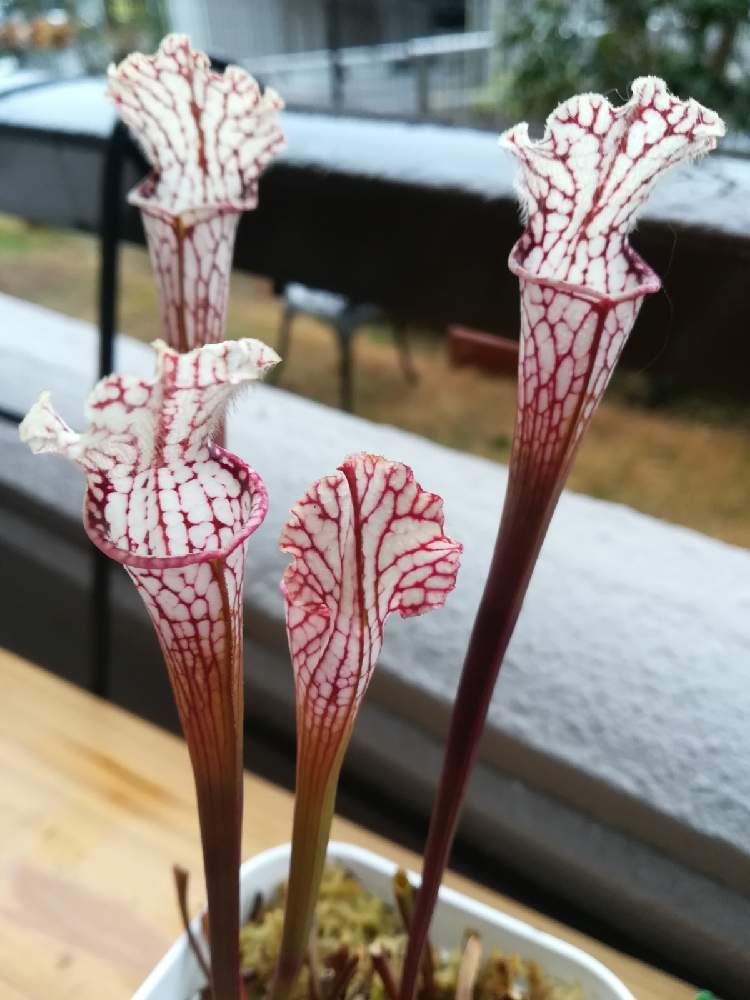 サラセニア レウコフィラの投稿画像 By ハイジさん 食虫植物とはじめての食虫植物とおうち園芸と食虫植物大会とサラセニアとチーム愛知 21月1月26日 Greensnap グリーンスナップ