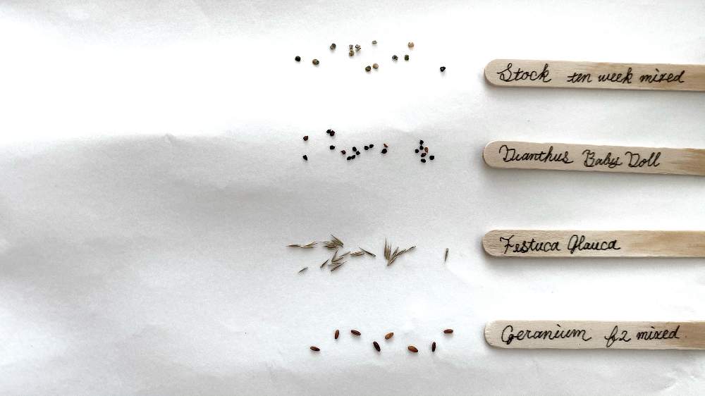 発芽 種から育てるゼラニウム ダイアンサス フェスツカグラウカ ストック Greensnap グリーンスナップ