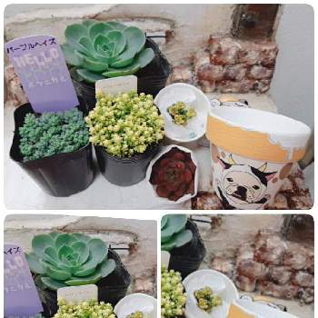 碧midoriの投稿画像一覧 Greensnap グリーンスナップ