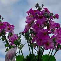 サクラソウ,プリムラ マラコイデス,今日のお花,おうち園芸,バルコニー/ベランダの画像