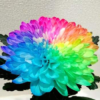 虹色の画像 by ゆいちゃんさん | 部屋と花のある暮らしとレインボー✨と虹色ときく♡とレインボーフラワー