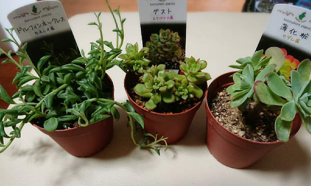 多肉植物の投稿画像 By まっすーta29さん 埼玉タニラーとおうち園芸 21月1月26日 Greensnap グリーンスナップ