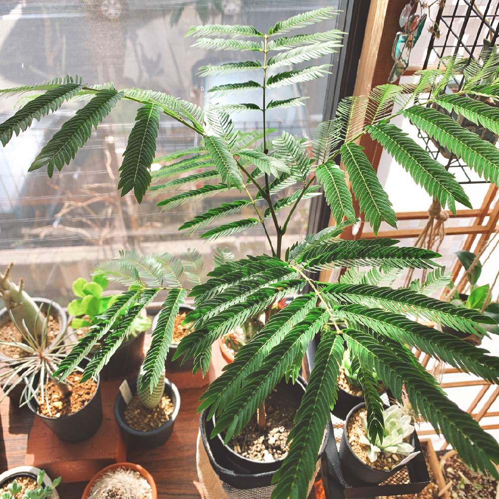 エバーフレッシュの投稿画像 By Taoさん 植物のある暮らしとカイガラムシ駆除と復活祈ると室内と光合成とデスクの癒しと植物棚 21月1月26日 Greensnap グリーンスナップ