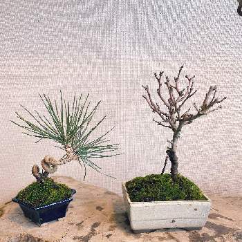 松の盆栽の画像 by okinukさん | 盆栽と松の盆栽と長寿梅盆栽