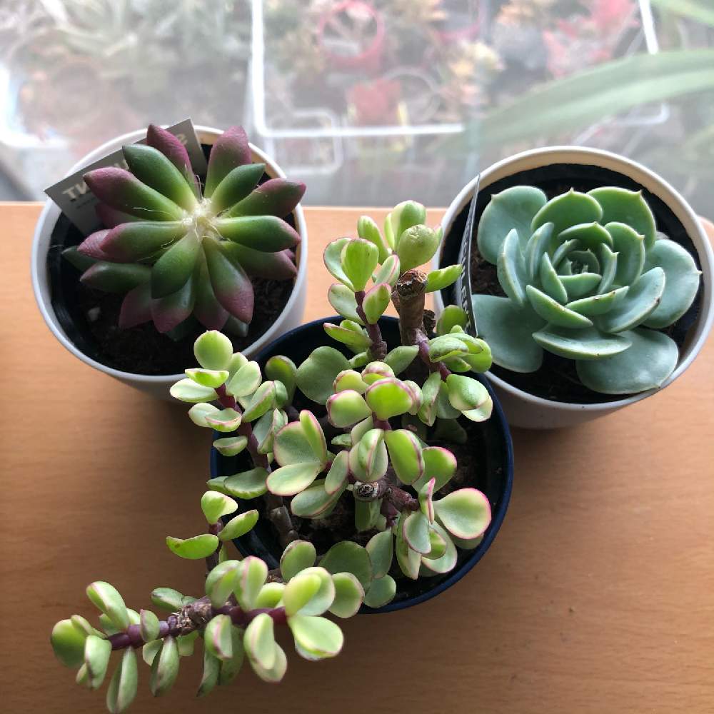 桜吹雪の投稿画像 By Greenthumbさん ルンヨニーとポーチュラカリア雅楽の舞と多肉植物と多肉植物 100均とベランダーと南西向きベランダ 21月1月26日 Greensnap グリーンスナップ