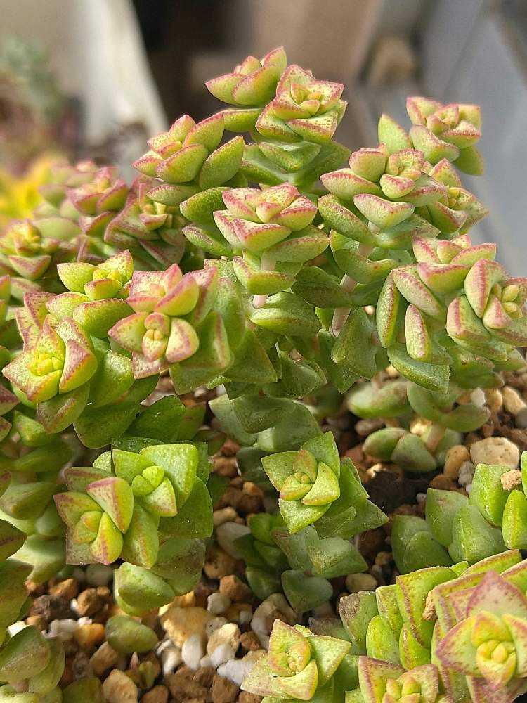 星さんを見守る Greensnap グリーンスナップ