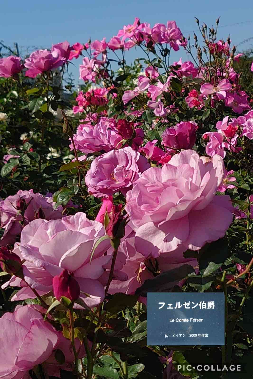 秋薔薇 大船フラワーセンター｜ GreenSnap（グリーンスナップ）