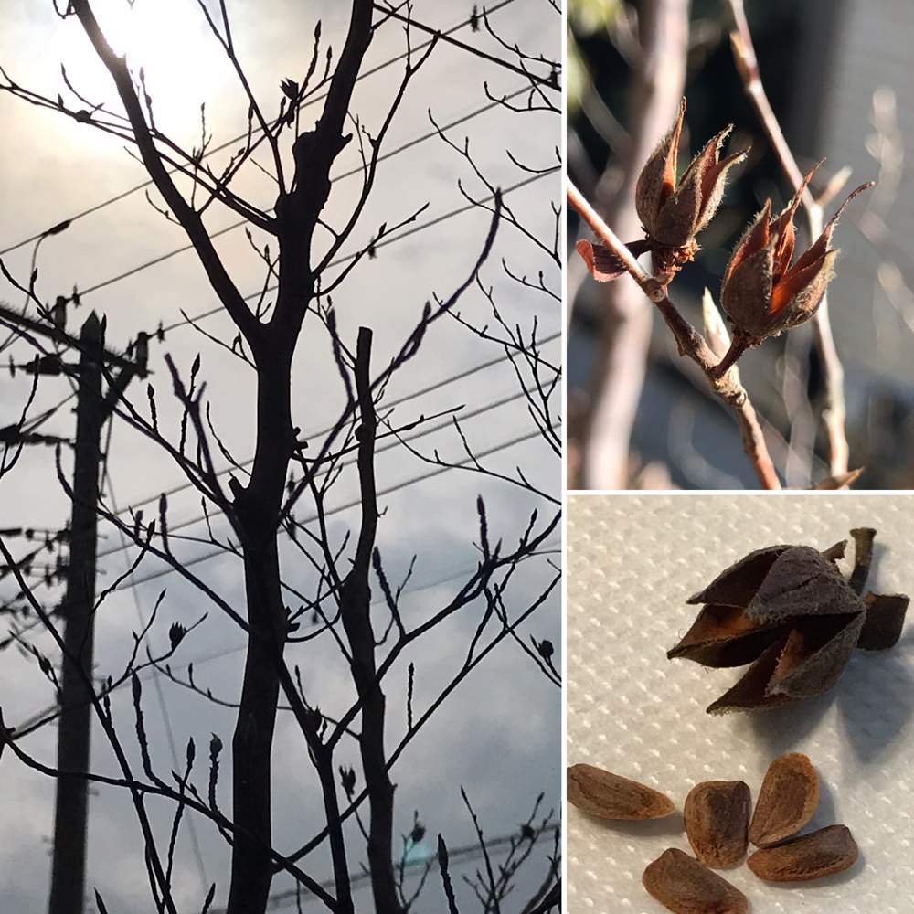 ヒメシャラの投稿画像 By Owlさん ヒメシャラ 果実 とヒメシャラの種 21月1月26日 Greensnap グリーンスナップ Greensnap グリーンスナップ ヒメシャラの投稿画像 By Owlさん ヒメシャラ 果実 とヒメシャラの種 21月1月26日 Greensnap グリーンスナップ Greensnap グリーンスナップ