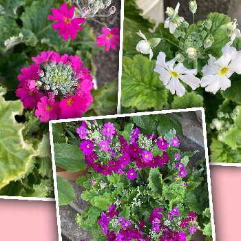 西洋サクラソウの投稿画像一覧 Greensnap グリーンスナップ