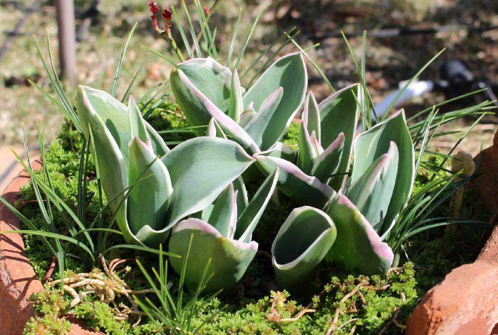 葉も美しいチューリップ チャイナタウン Greensnap グリーンスナップ