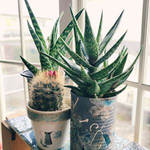 アロエ・ジュクンダ,千代田錦,銀翁玉,多肉植物,リメ缶の画像